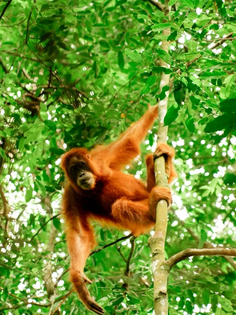 Orangutan di Bukit Lawang